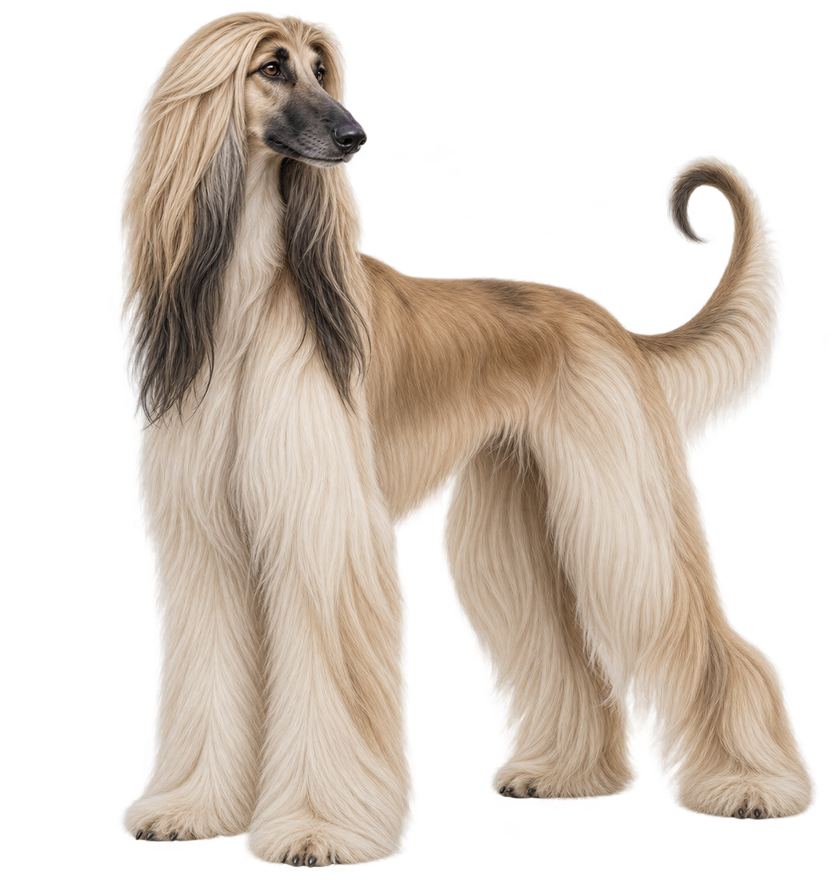 Afghan Hound