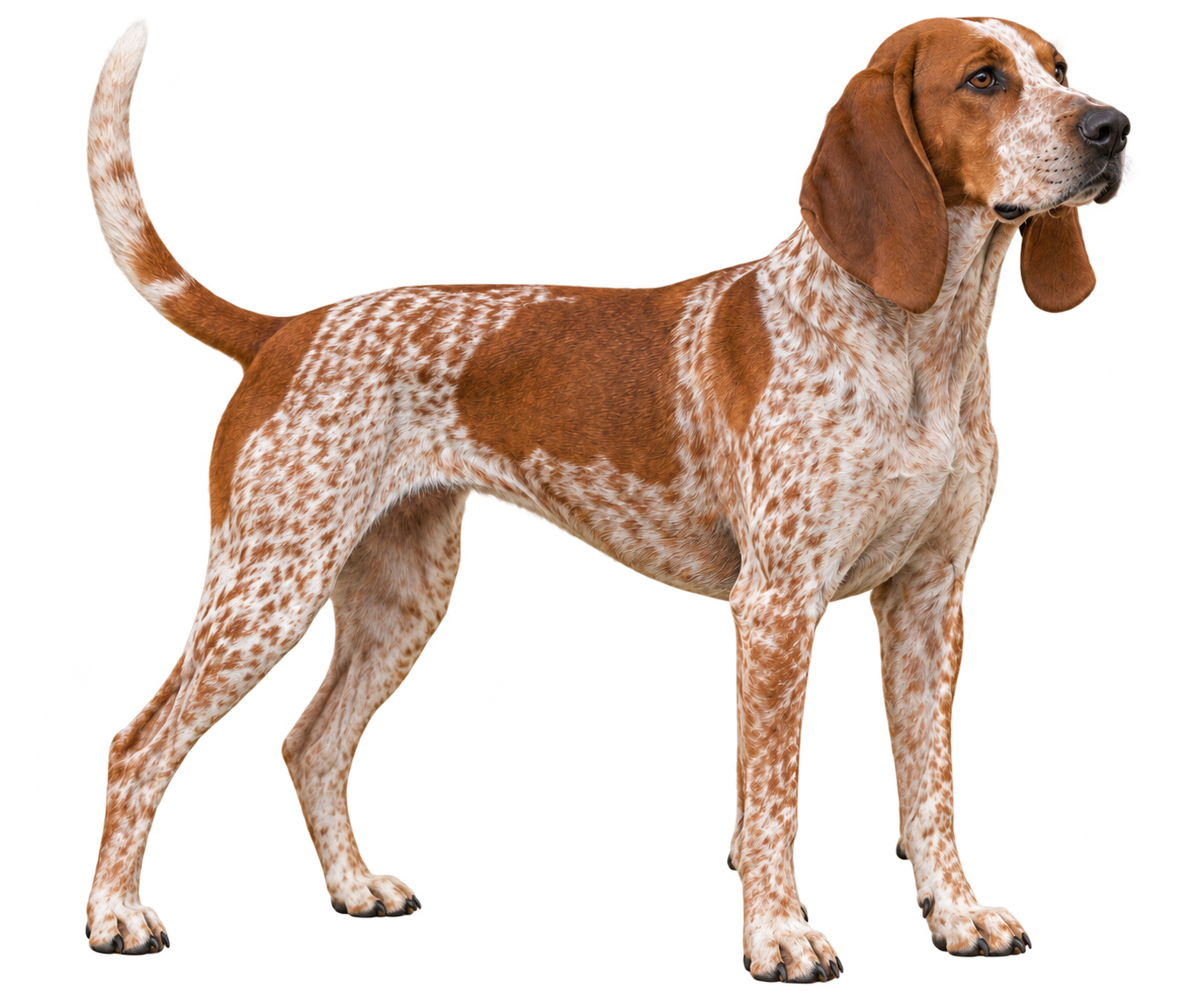 American English Coonhound