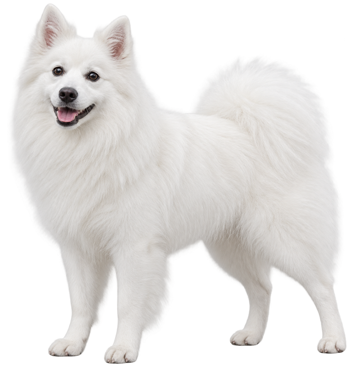 American Eskimo Dog