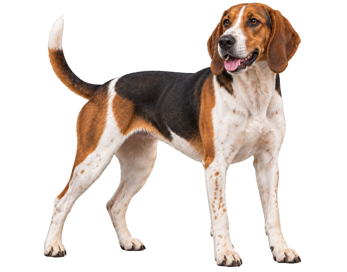 American Foxhound