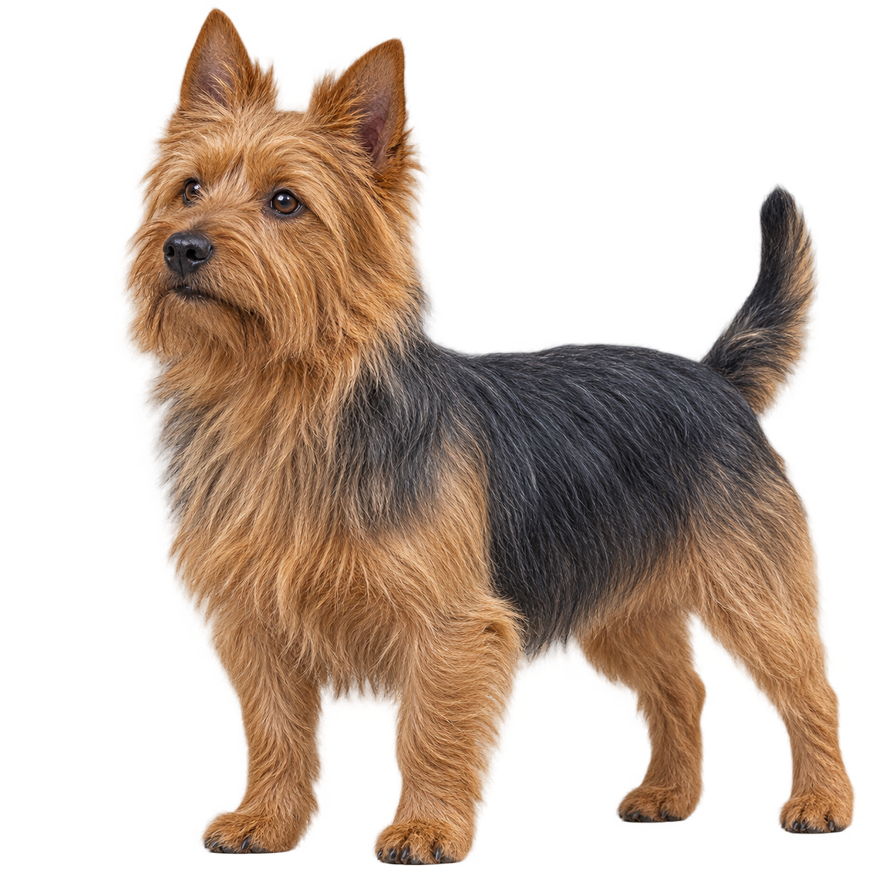 Australian Terrier