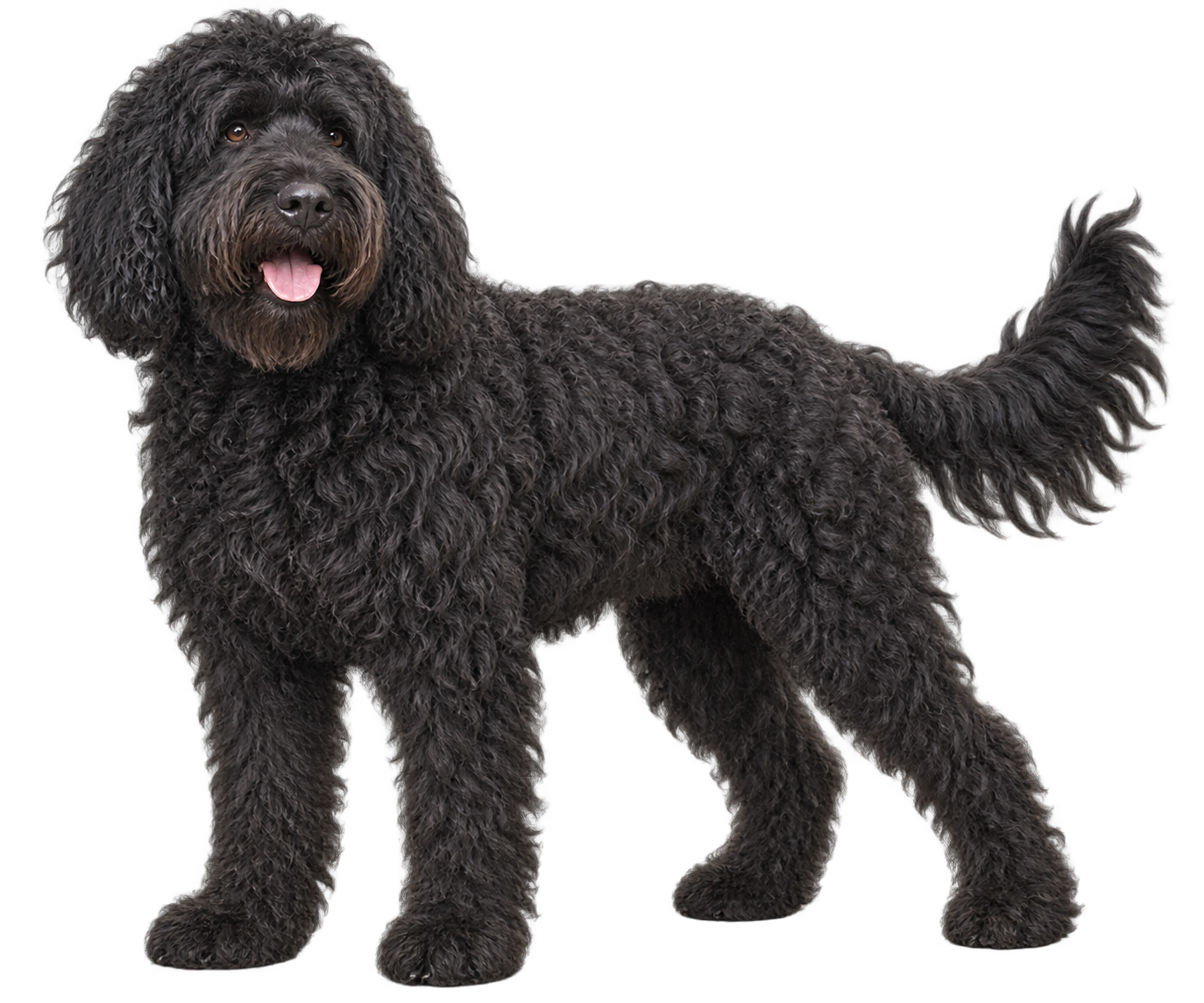 Barbet