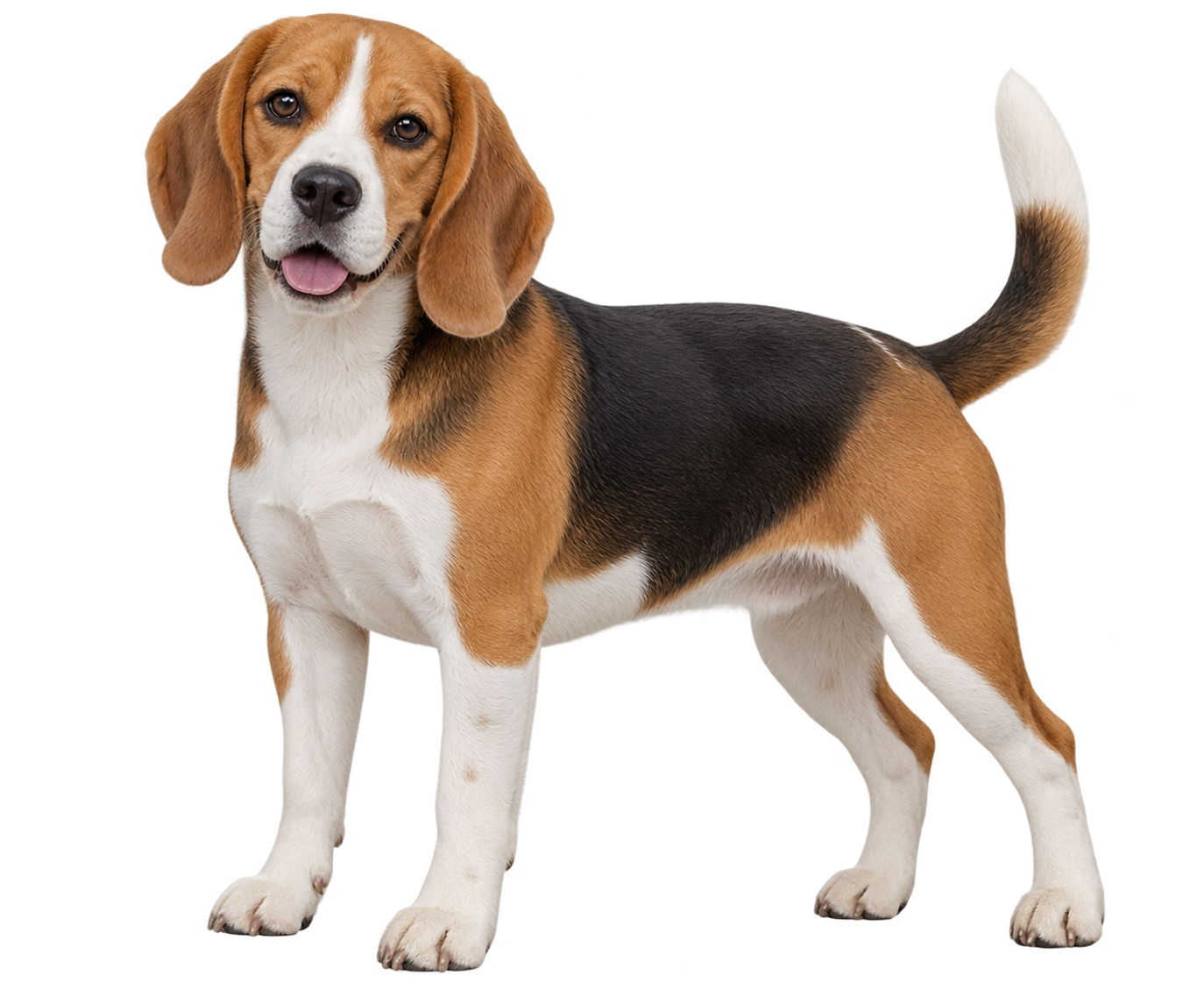Beagle
