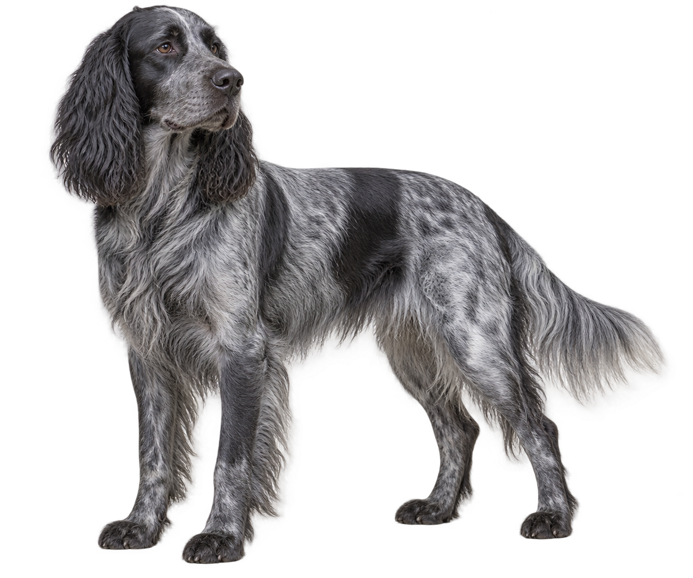 Blue Picardy Spaniel
