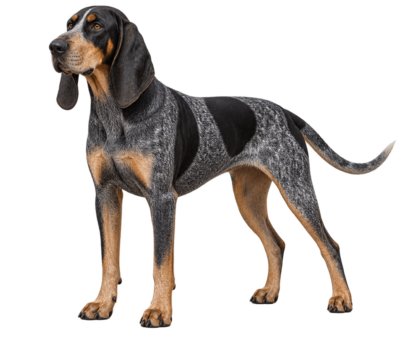 Bluetick Coonhound