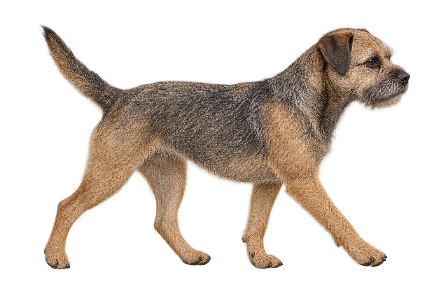 Border Terrier