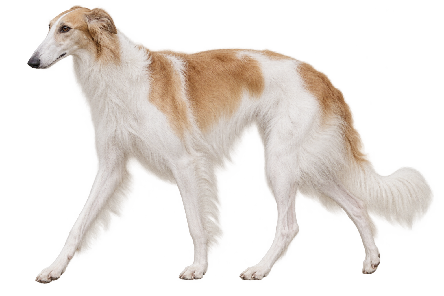 Borzoi