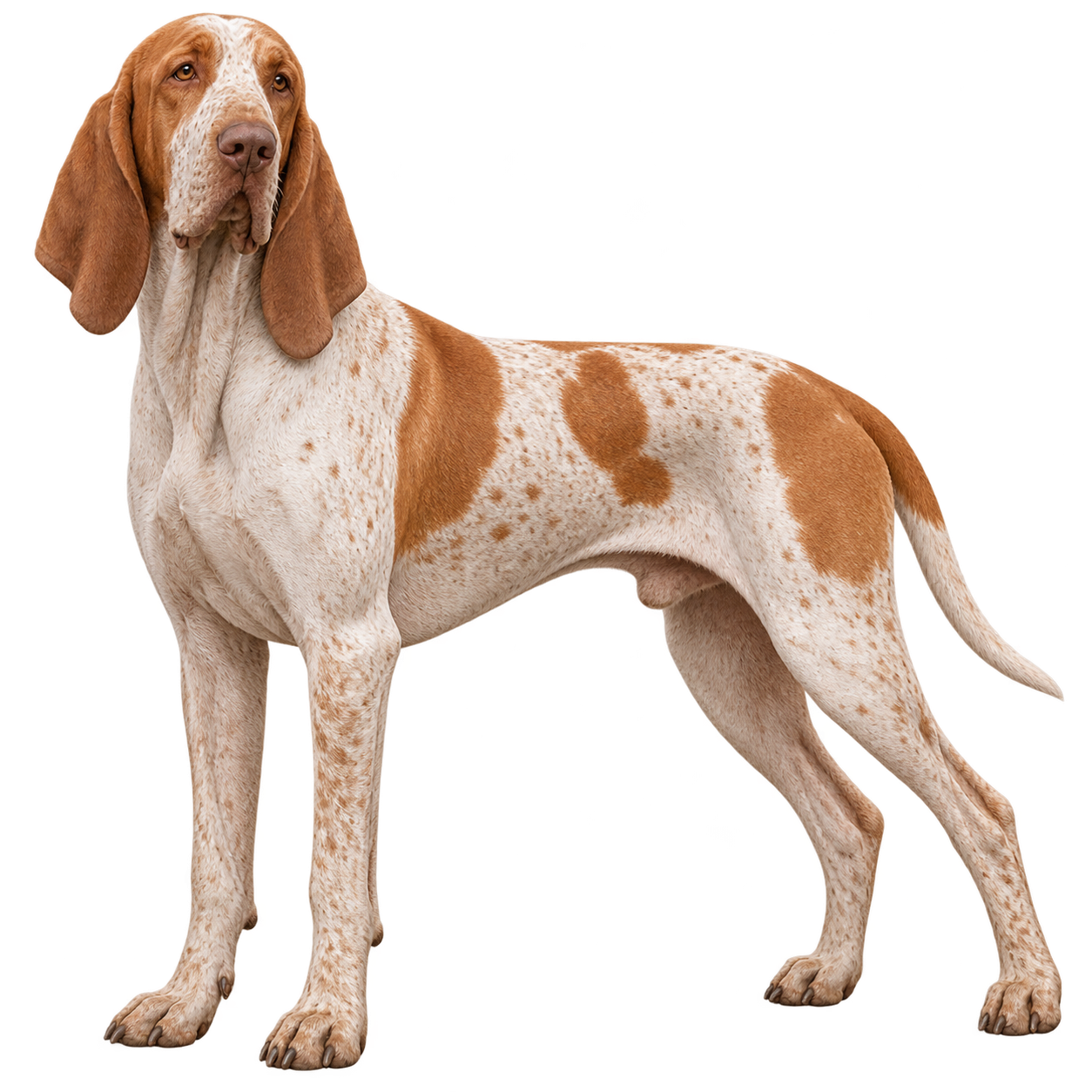 Bracco Italiano