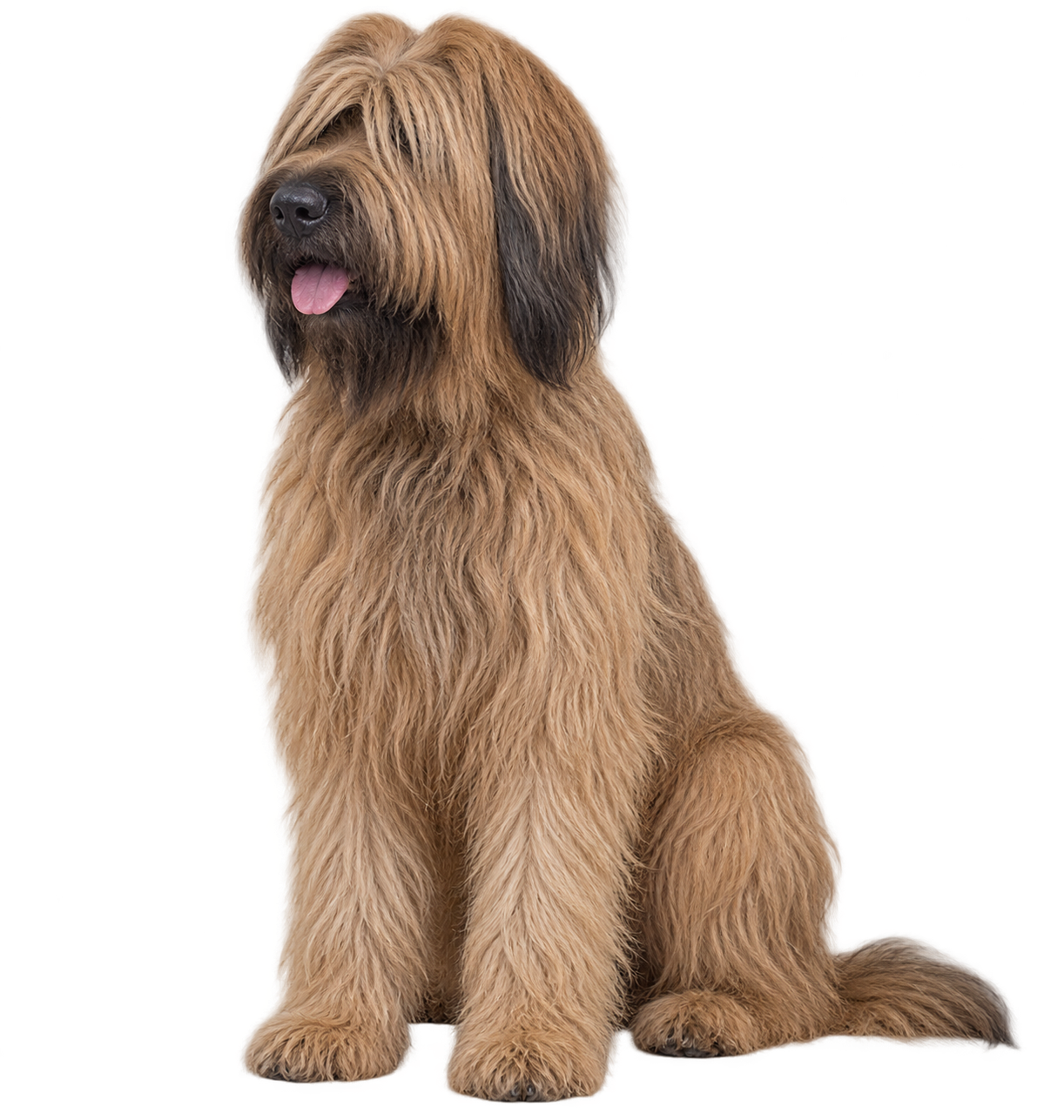 Briard