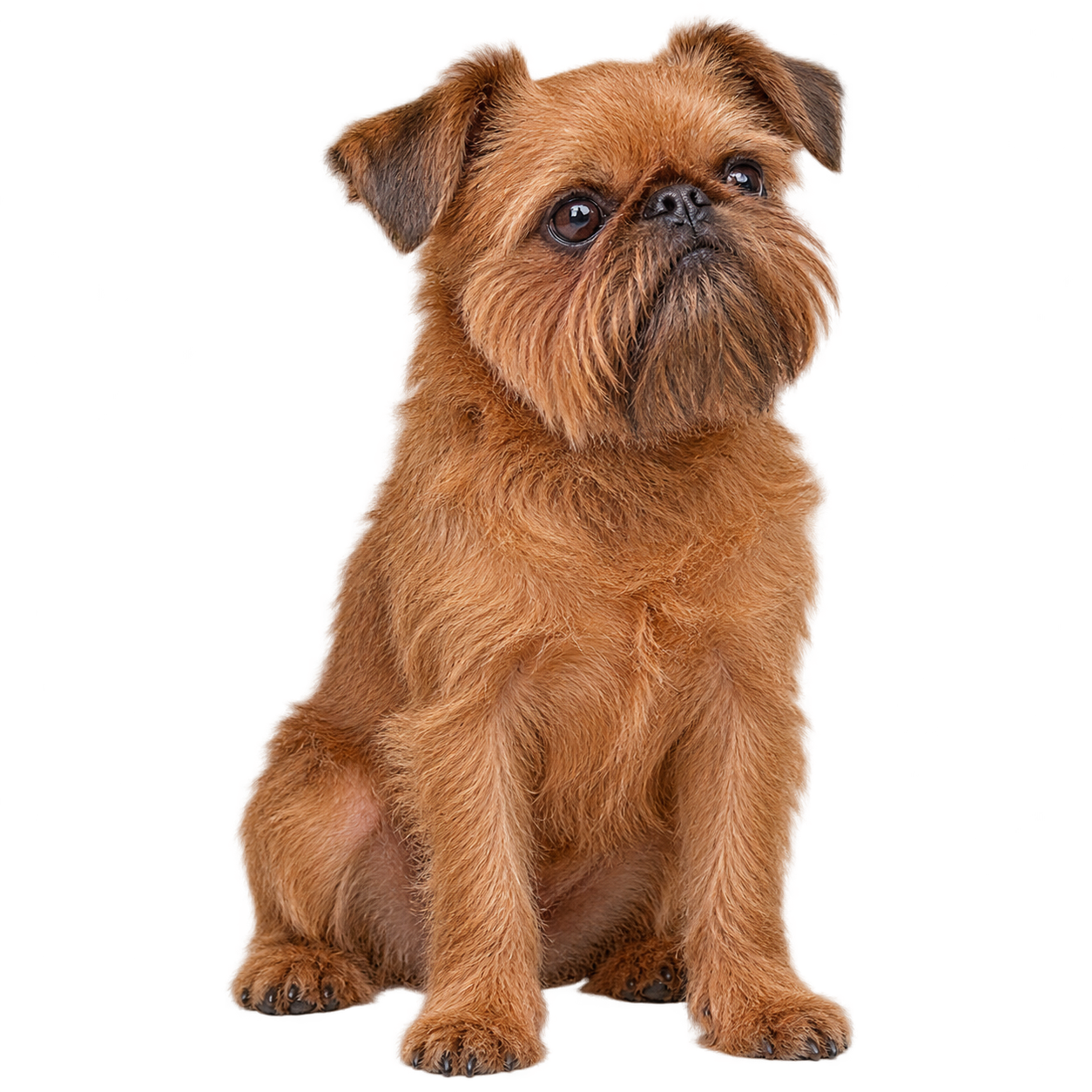 Brussels Griffon
