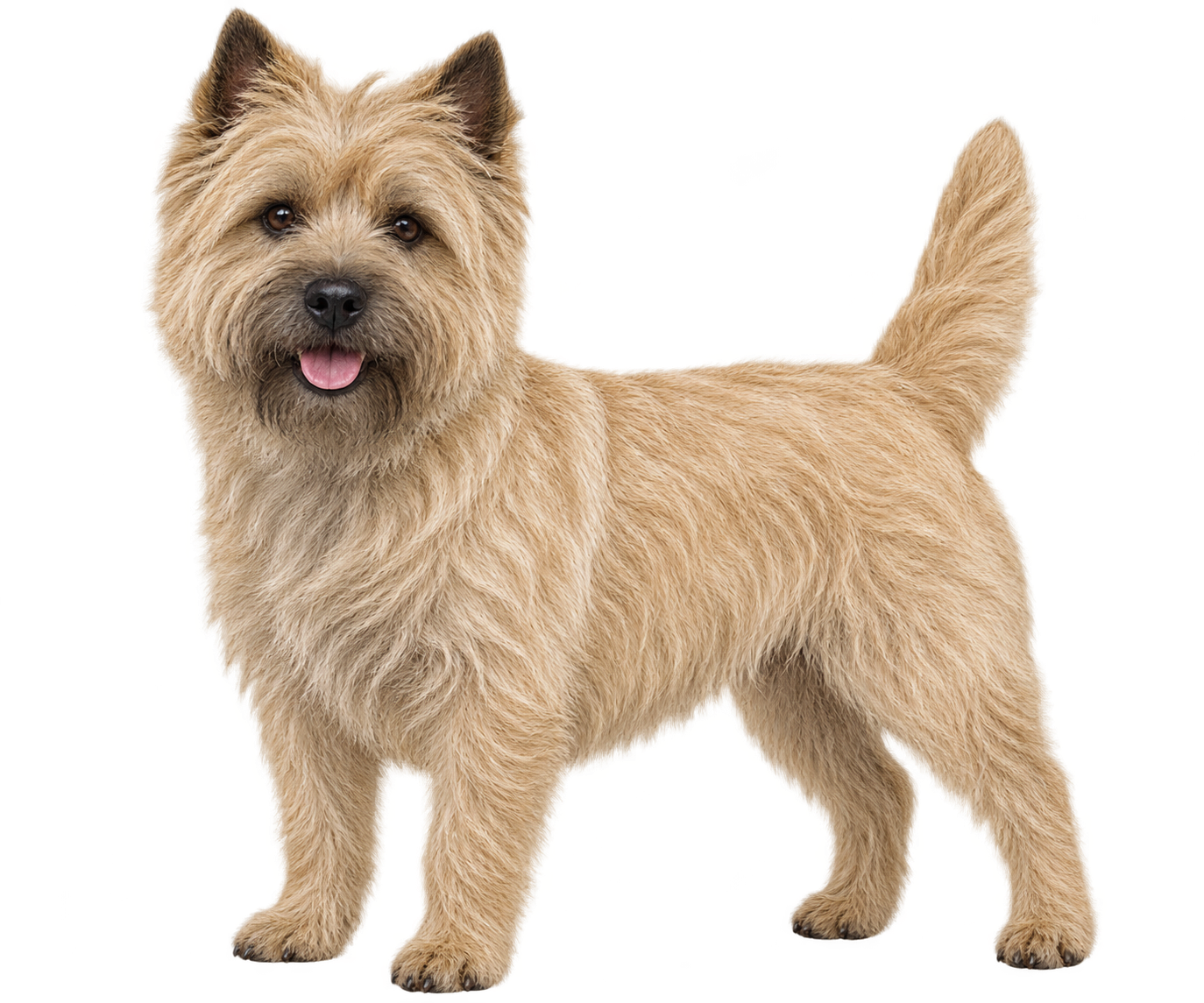 Cairn Terrier