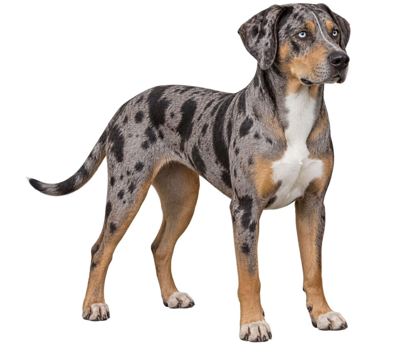 Catahoula Leopard Dog