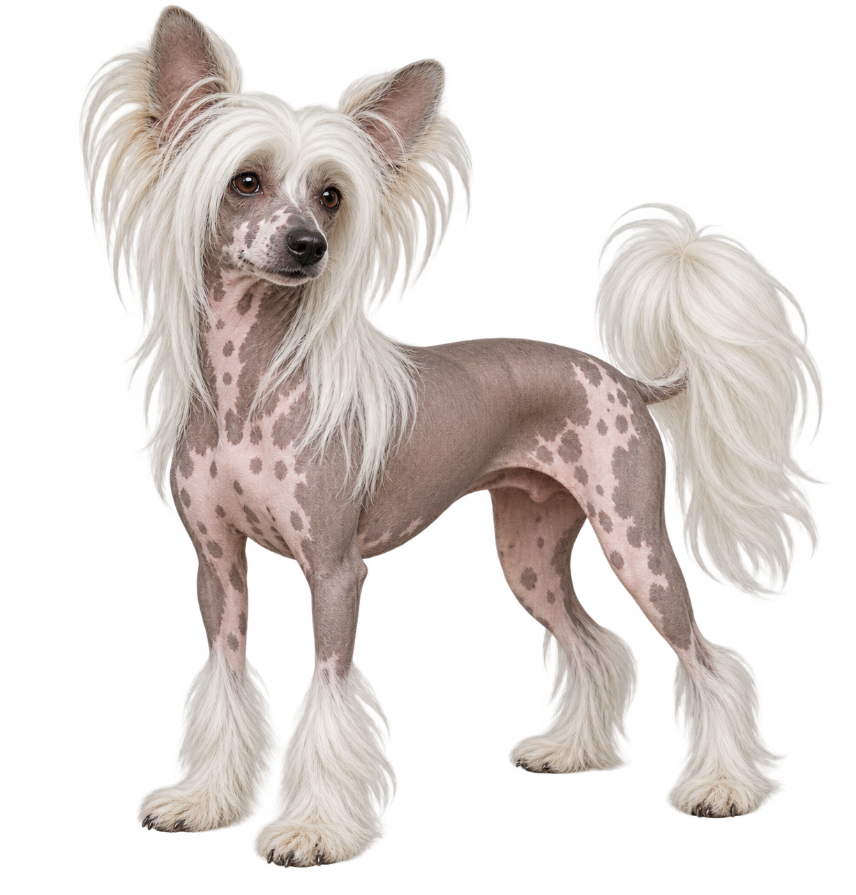 Chinese Crested