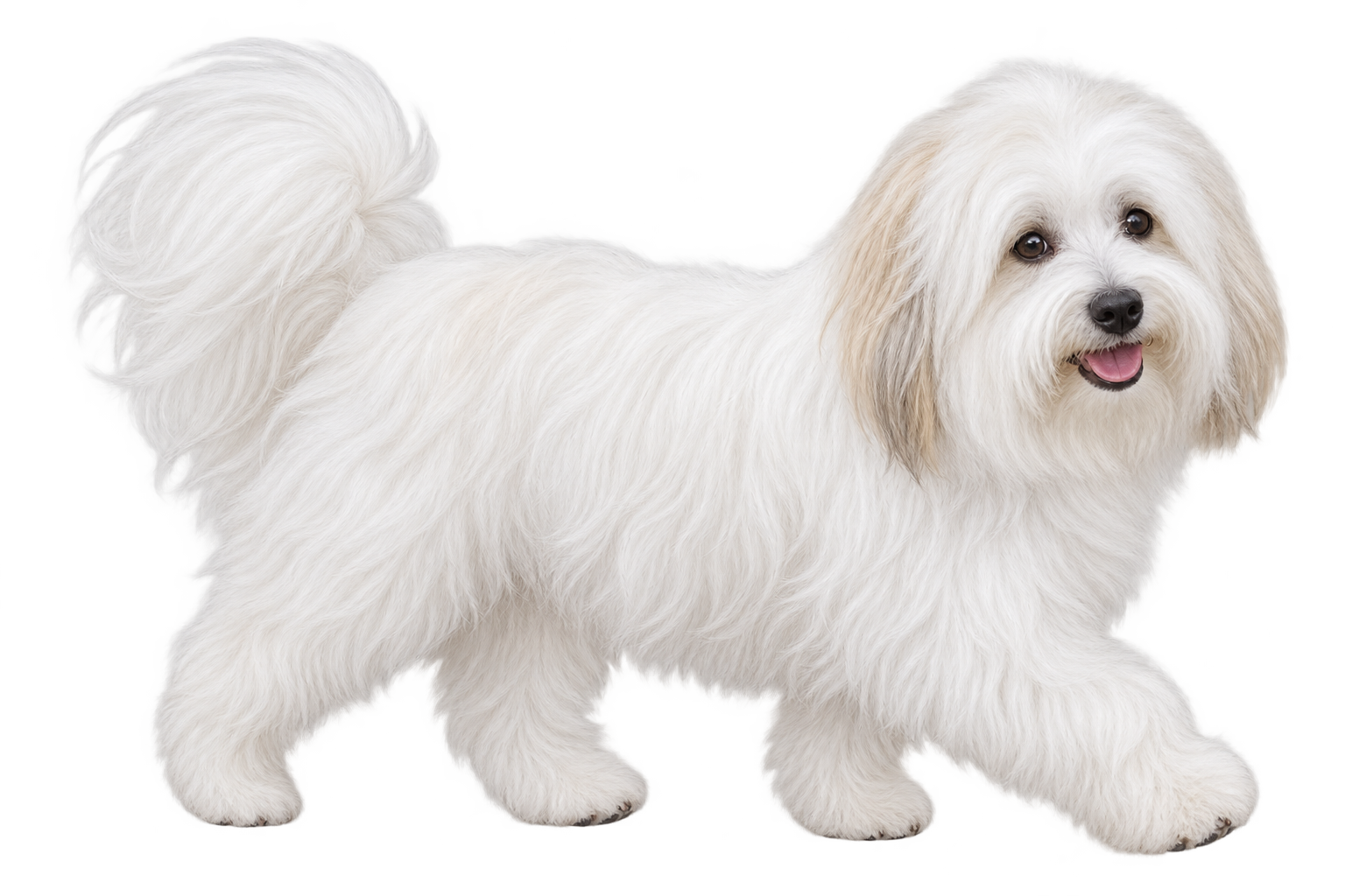 Coton de Tulear