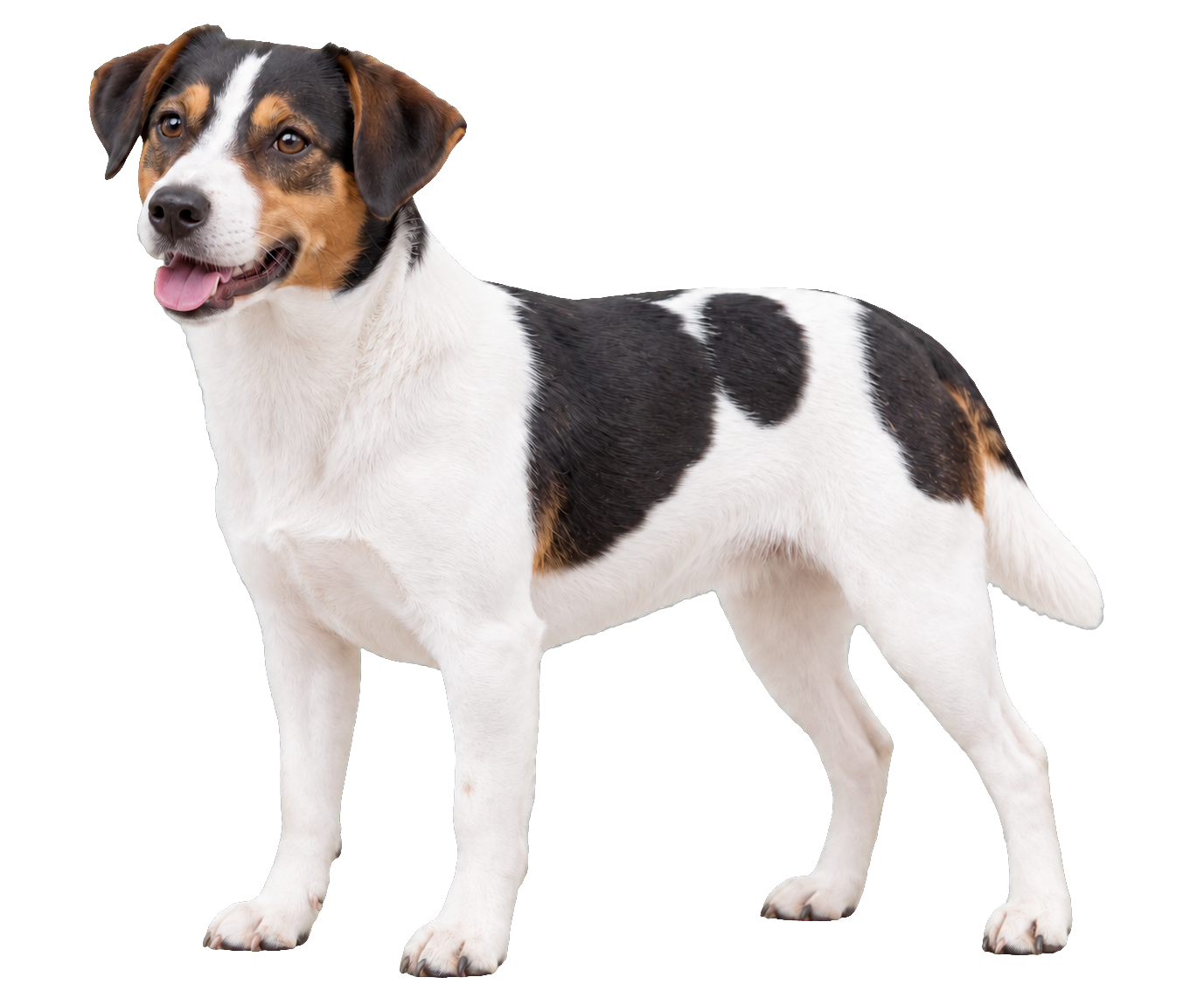 Danish-Swedish Farmdog