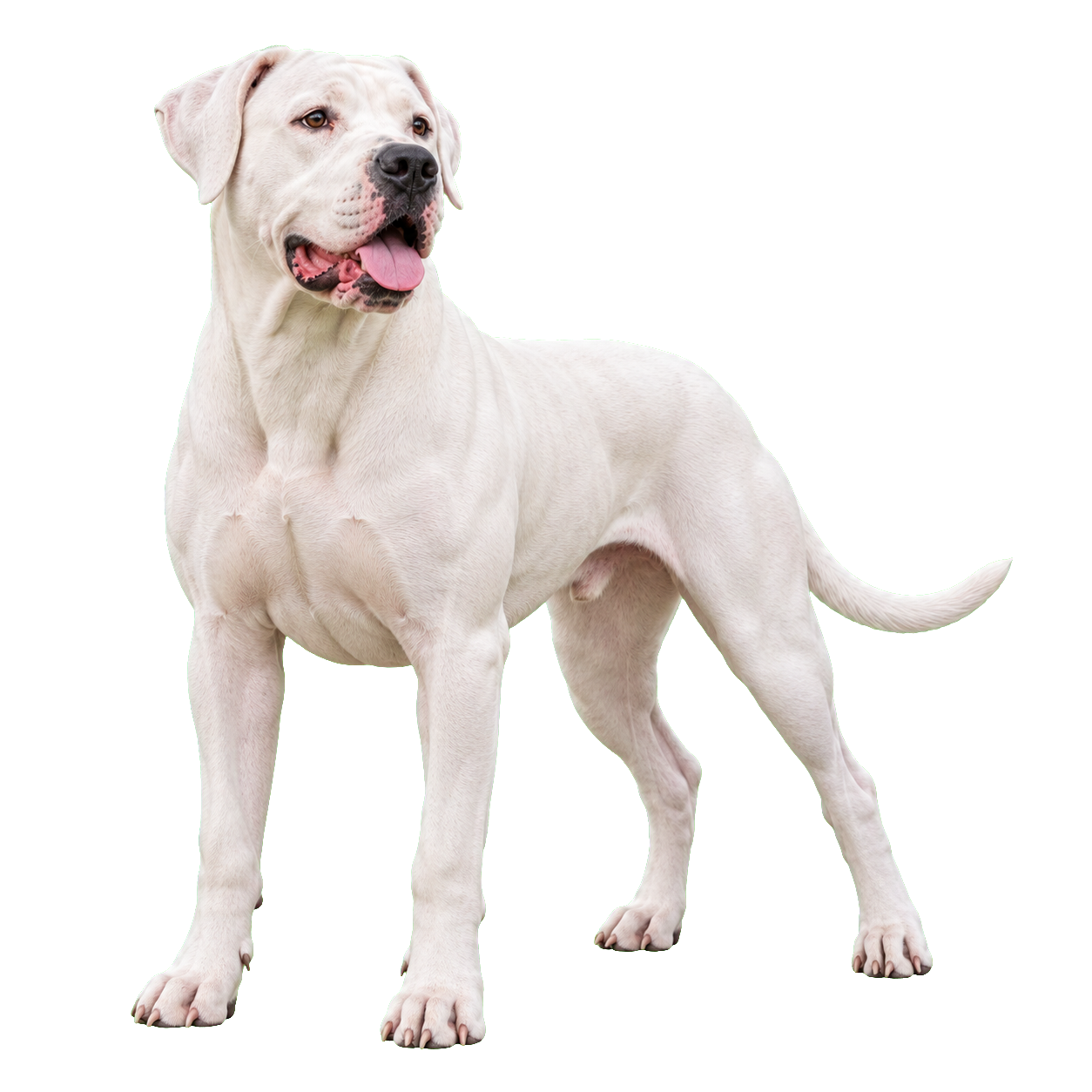 Dogo Argentino