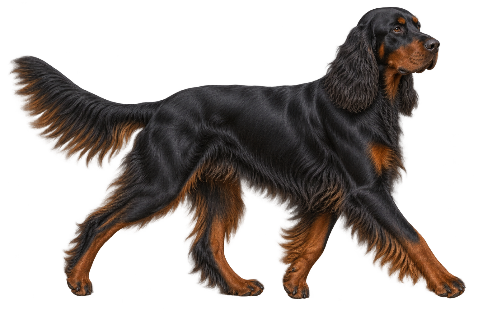 Gordon Setter