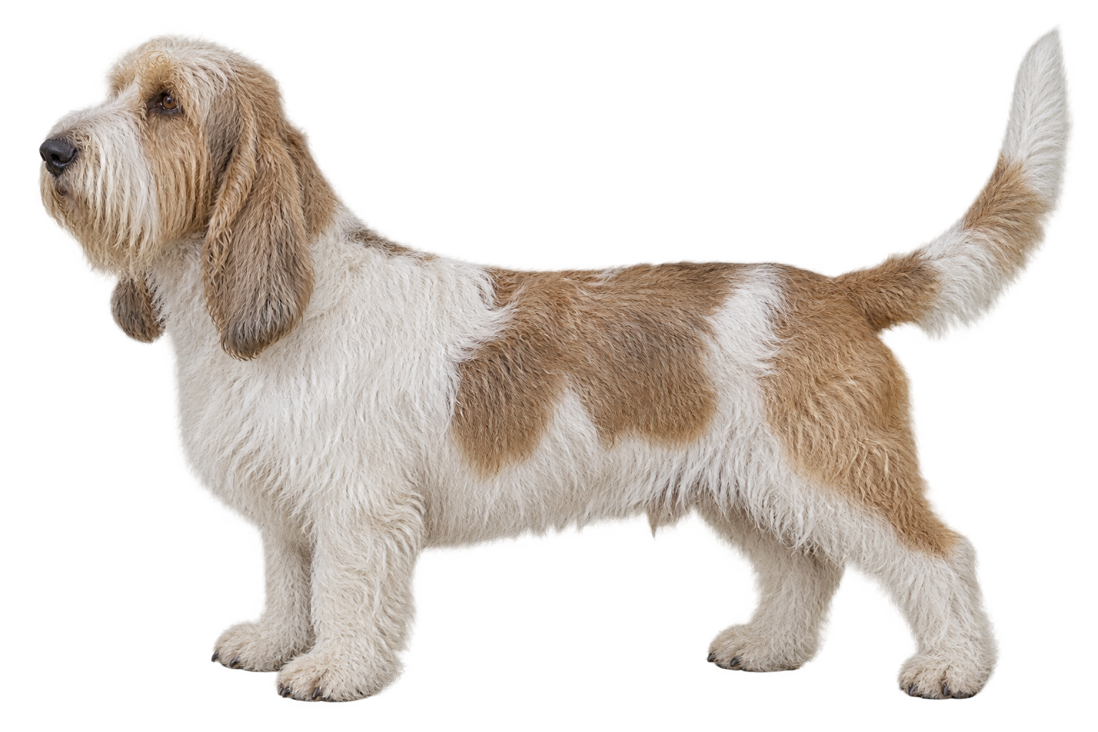 Grand Basset Griffon Vendéen