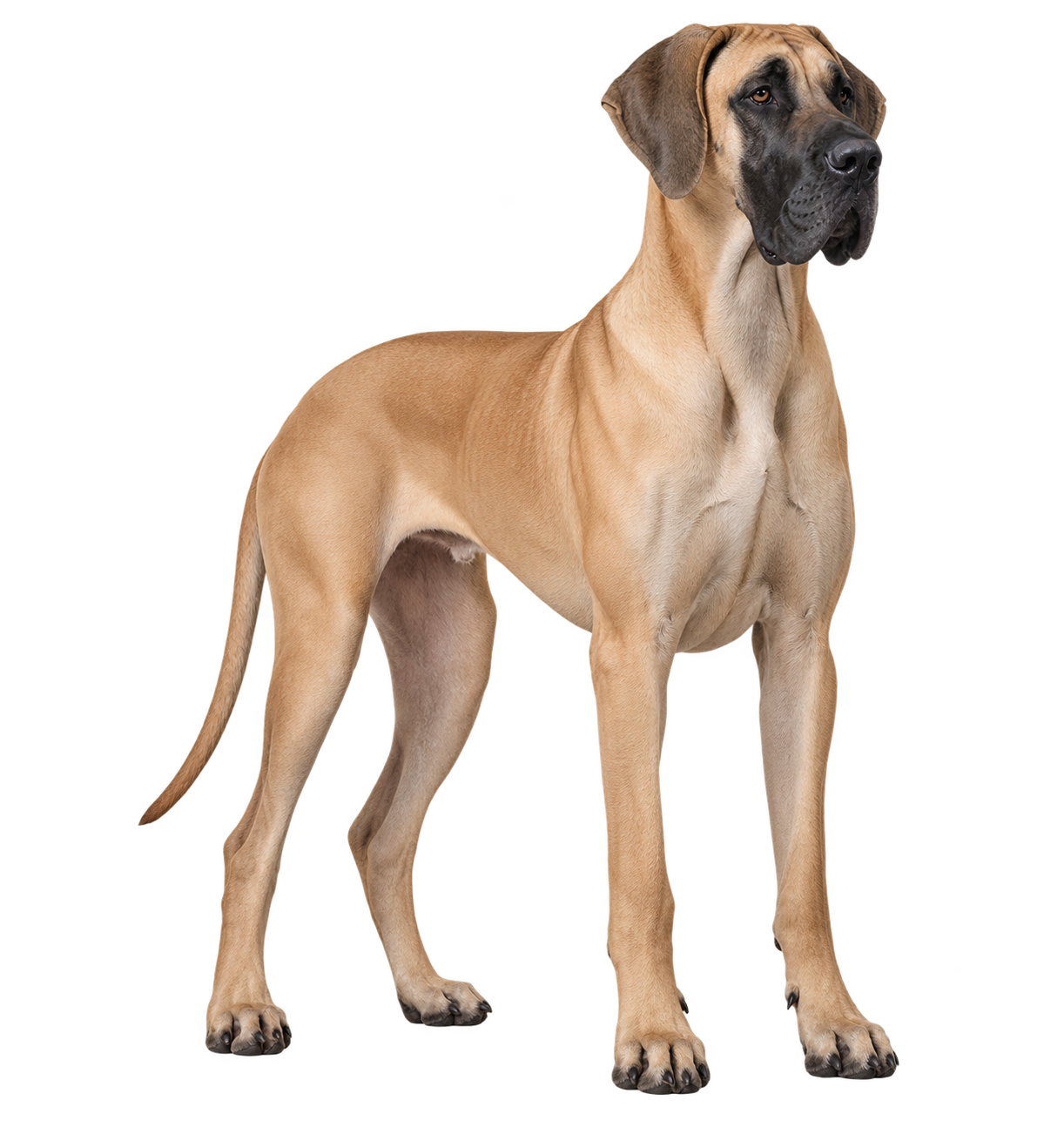 Great Dane