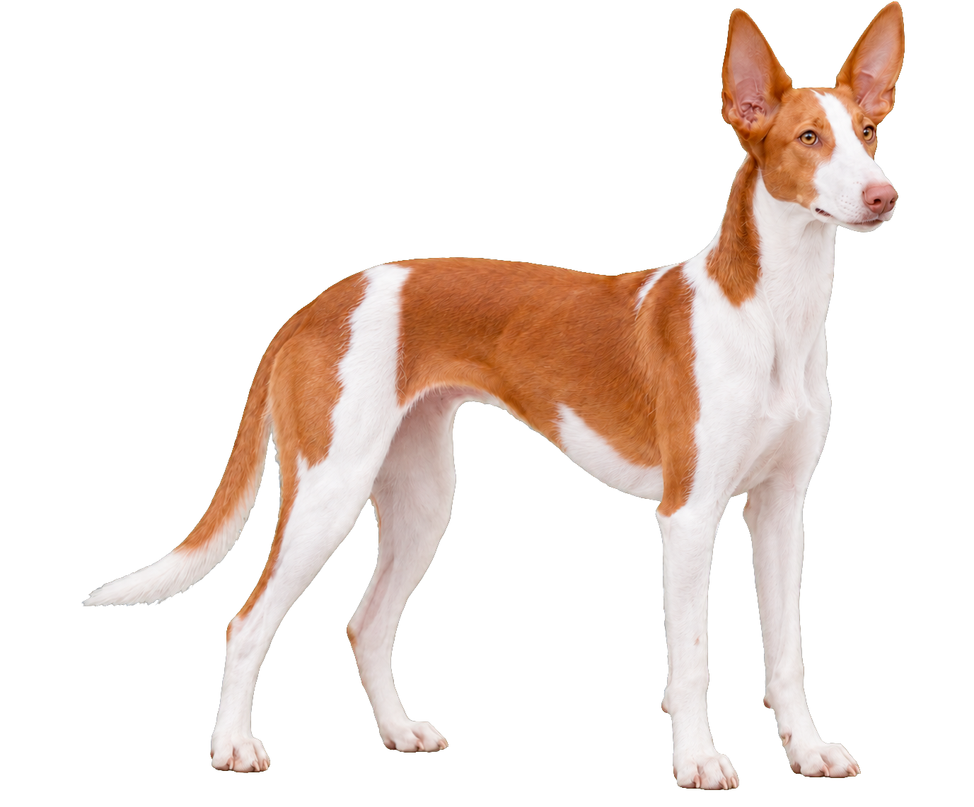 Ibizan Hound