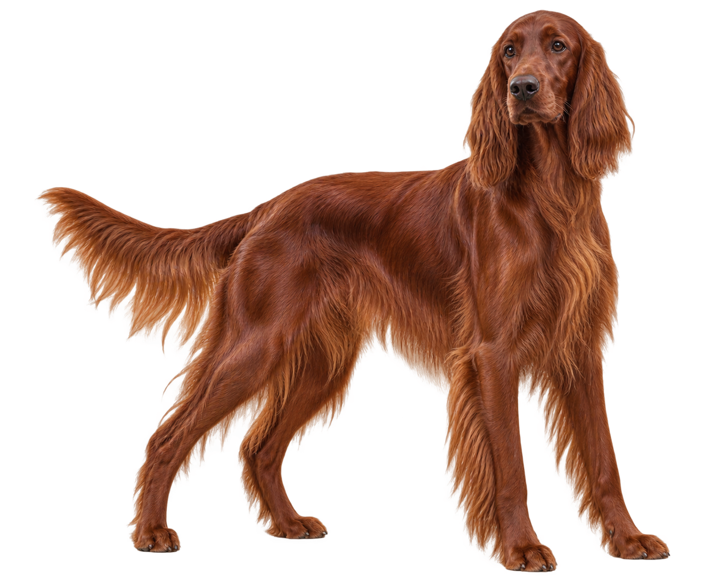 Irish Setter