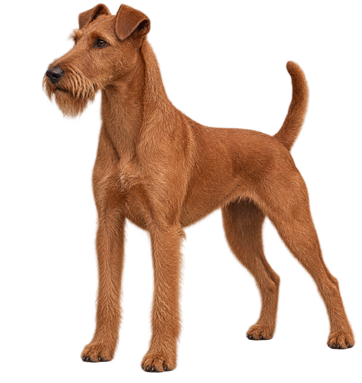 Irish Terrier