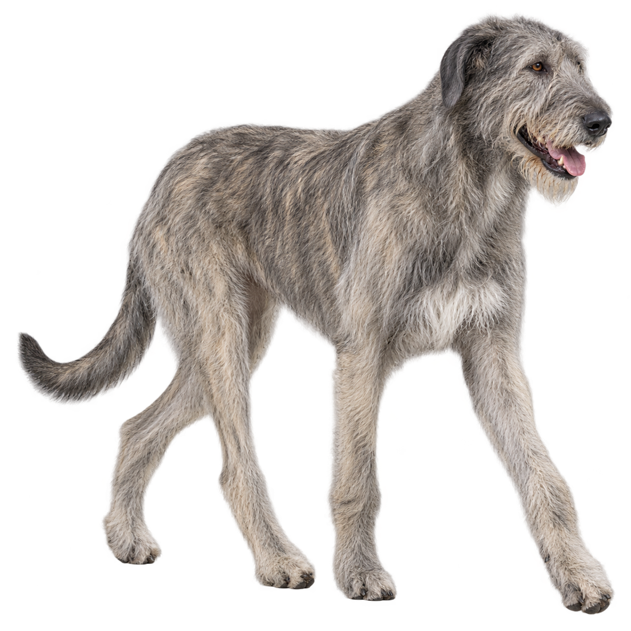 Irish Wolfhound