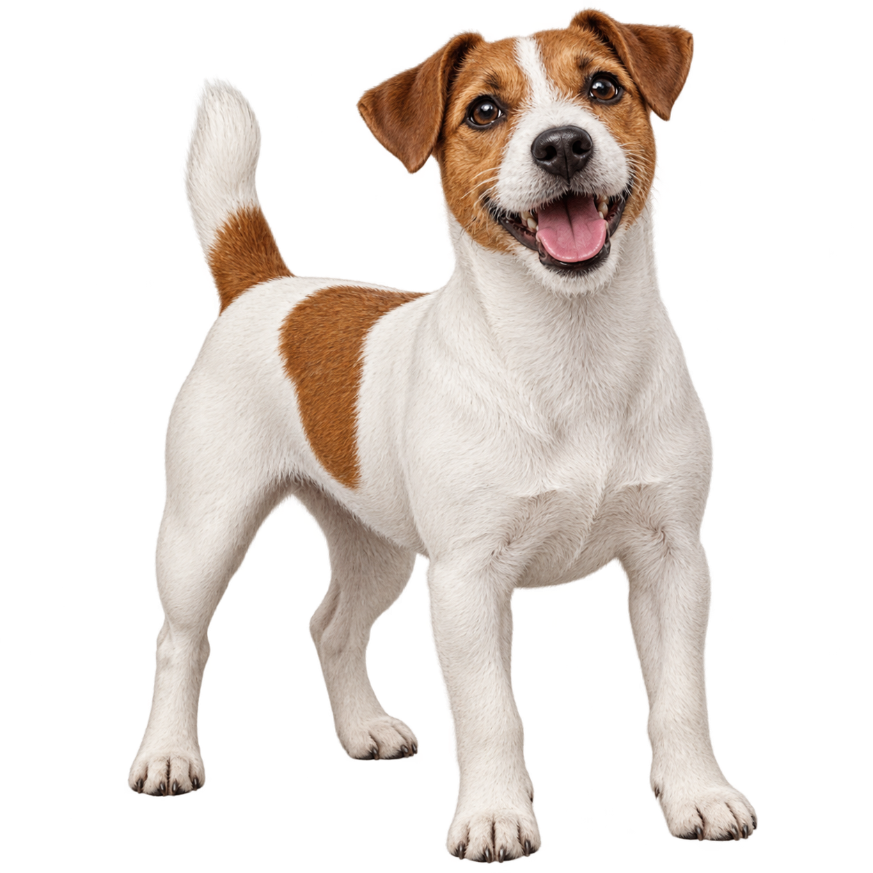 Jack Russell Terrier