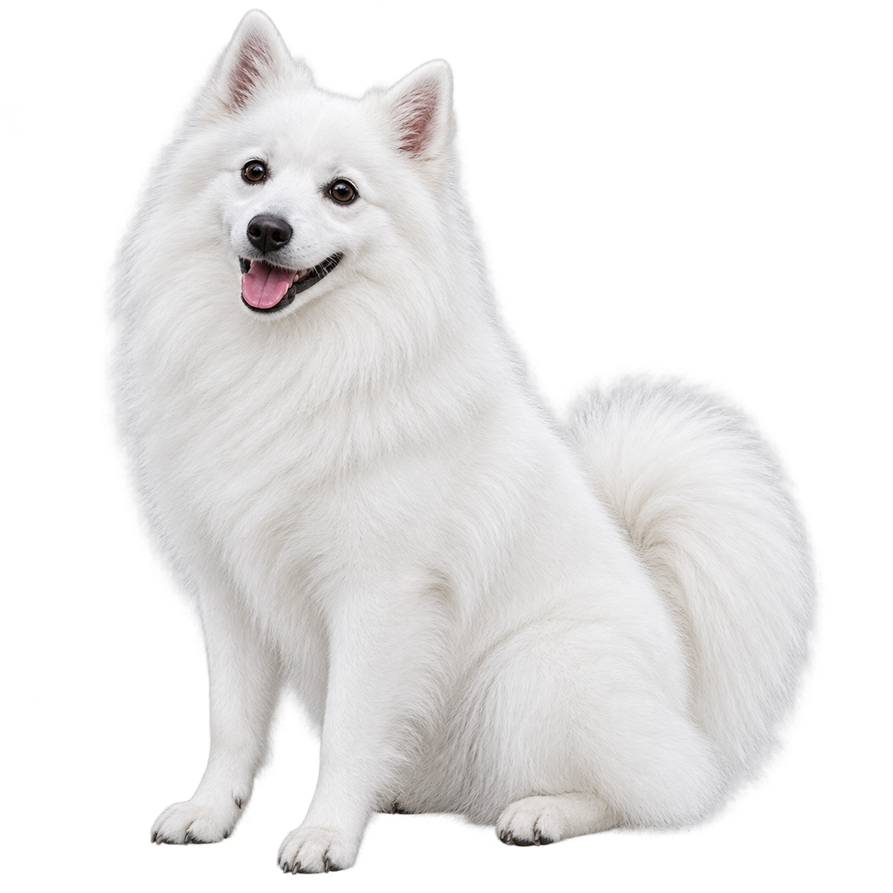 Japanese Spitz