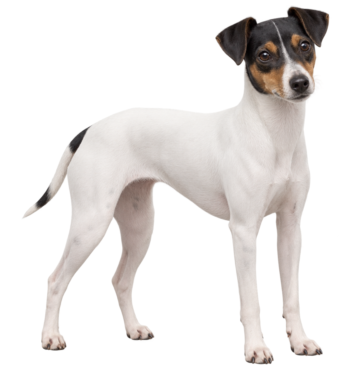 Japanese Terrier