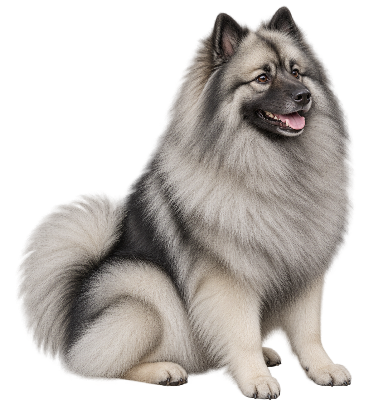 Keeshond