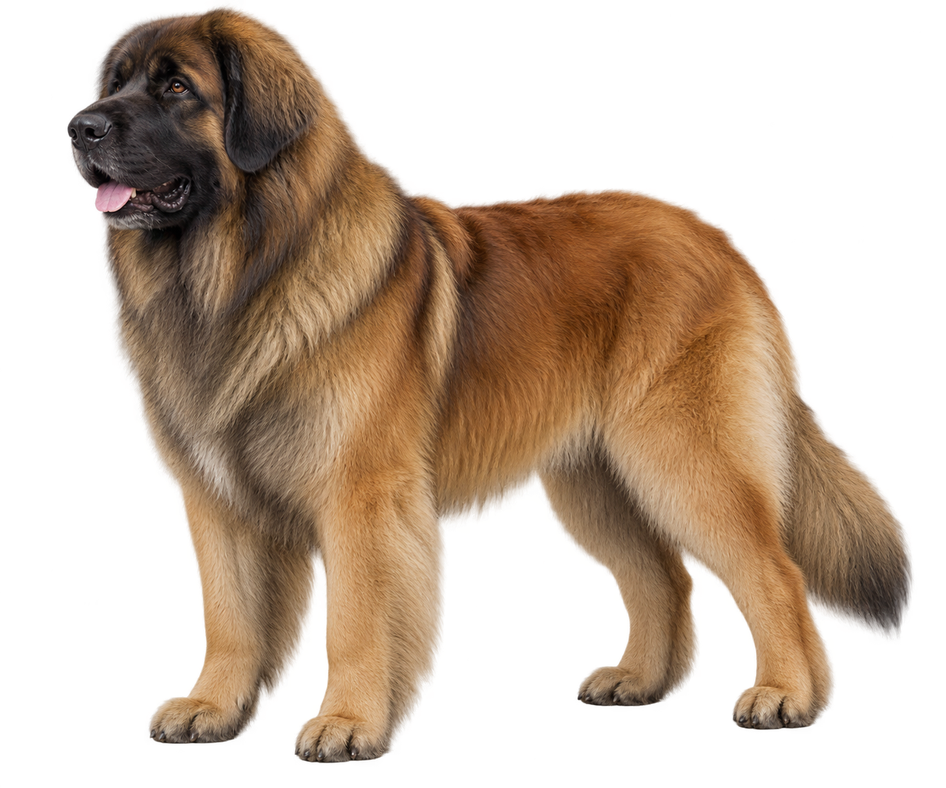 Leonberger