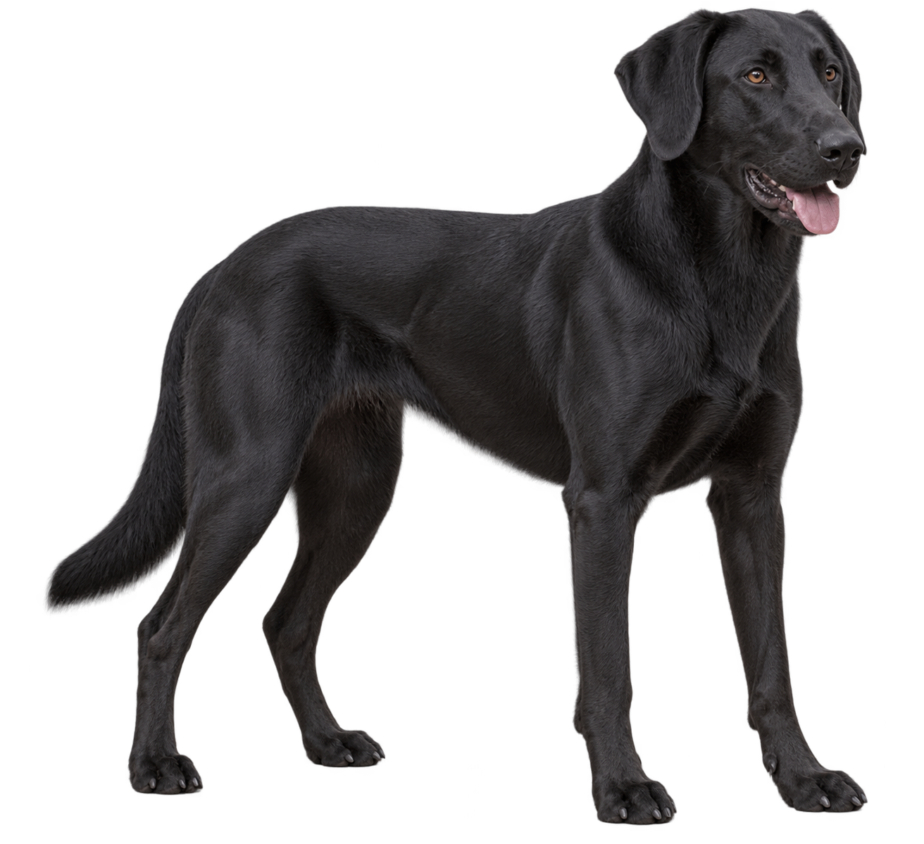 Majorca Shepherd Dog