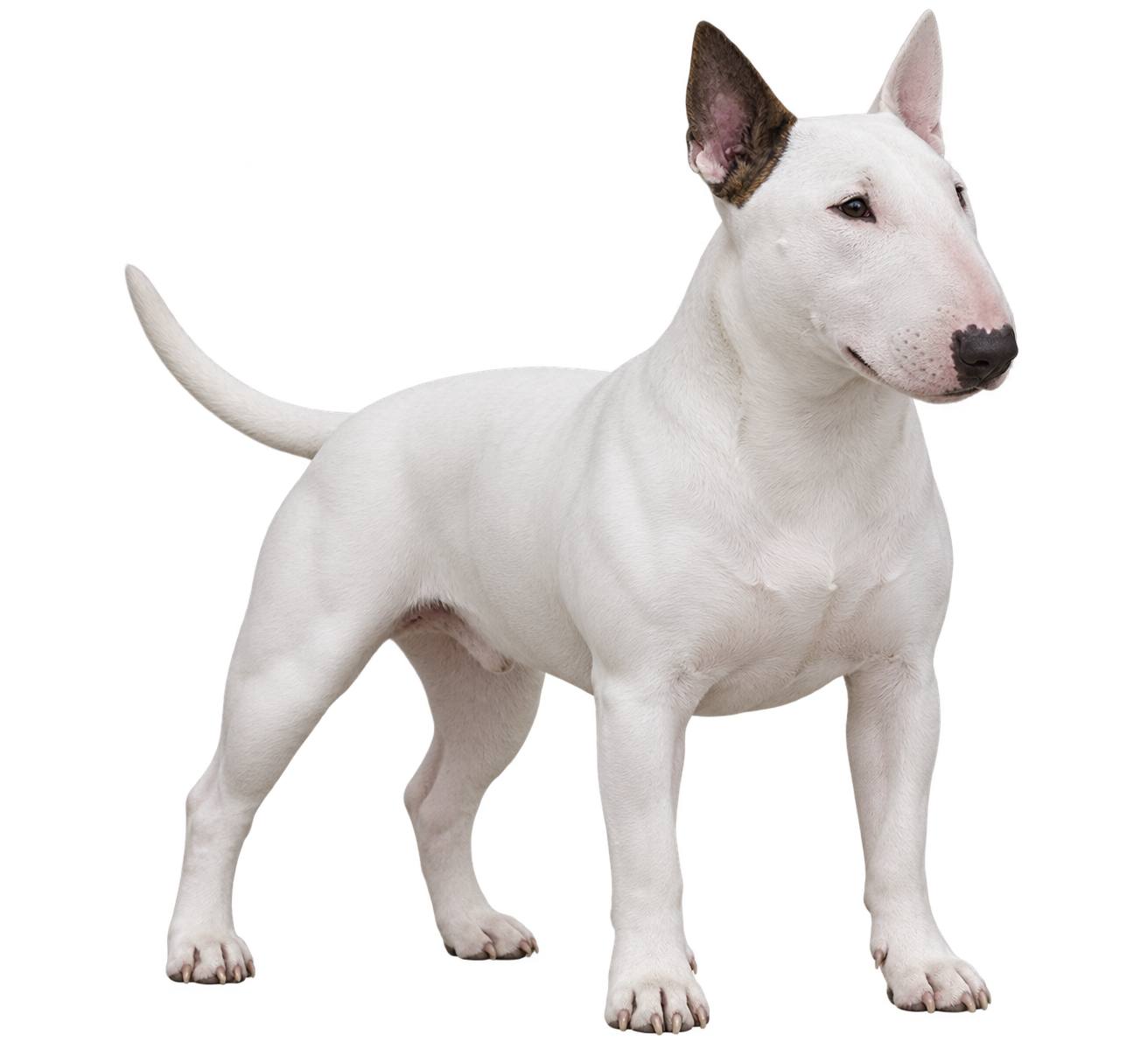Miniature Bull Terrier
