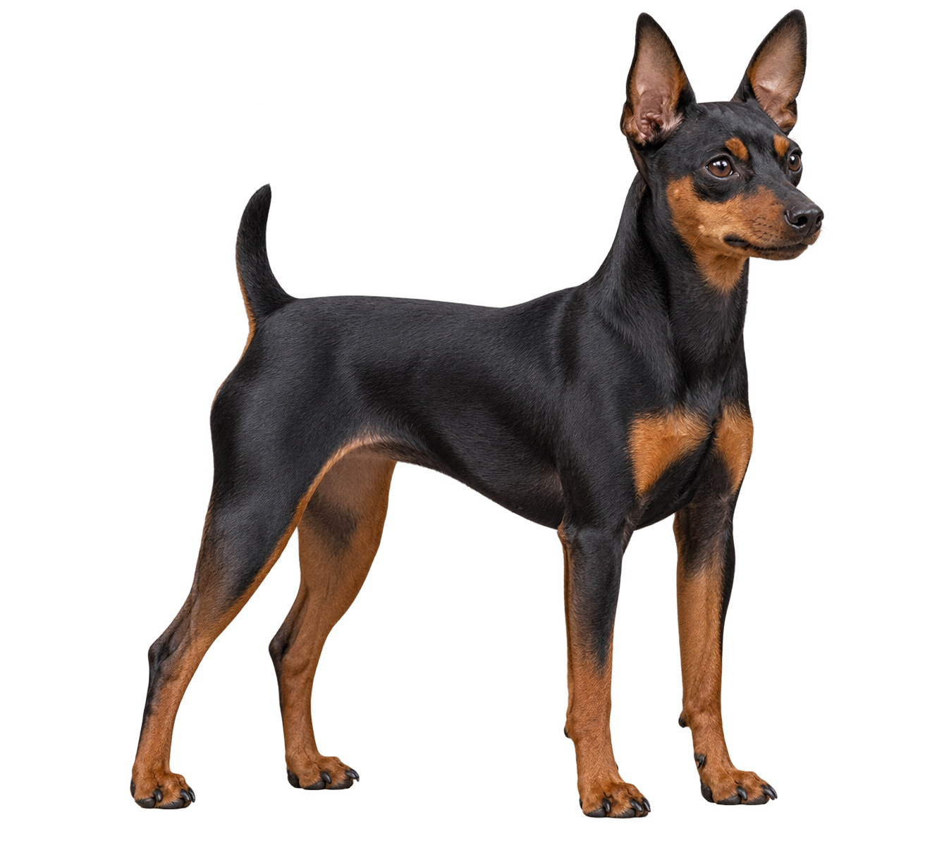 Miniature Pinscher