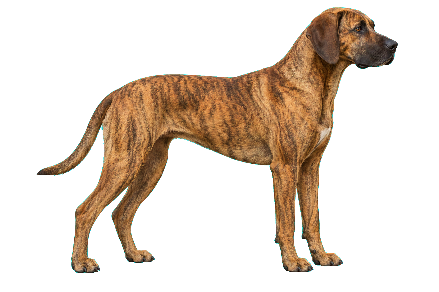 Mountain Cur