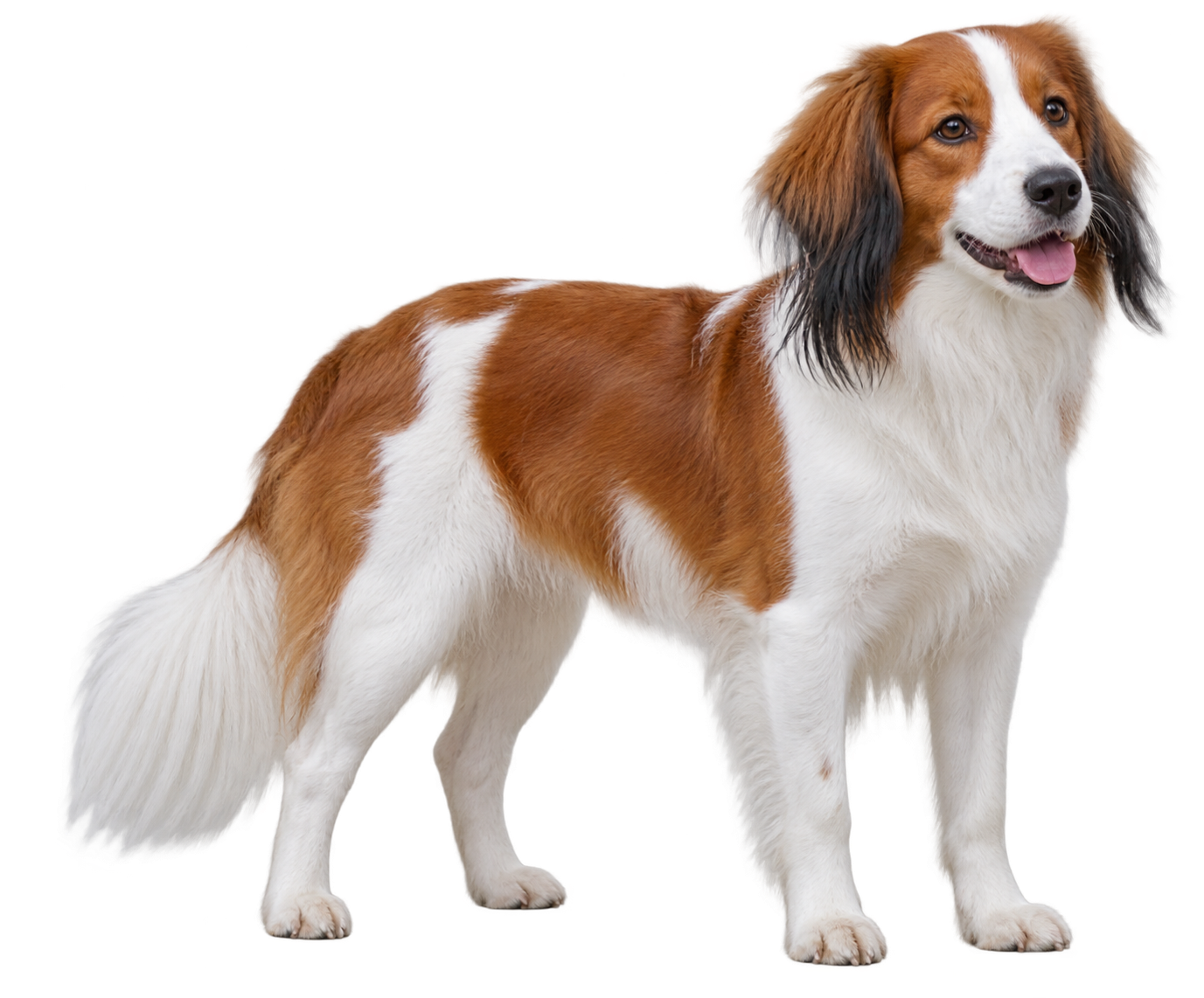 Nederlandse Kooikerhondje