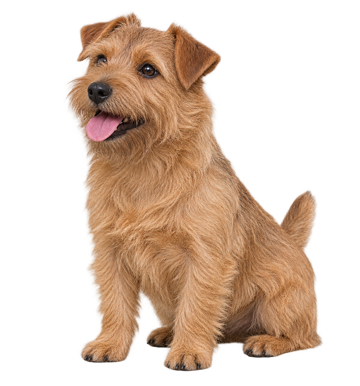 Norfolk Terrier