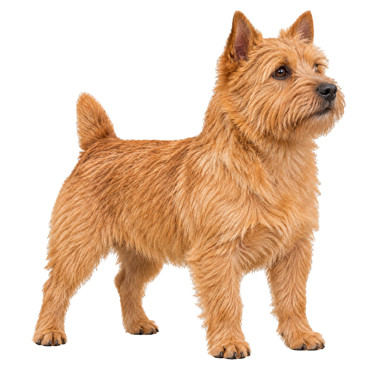 Norwich Terrier