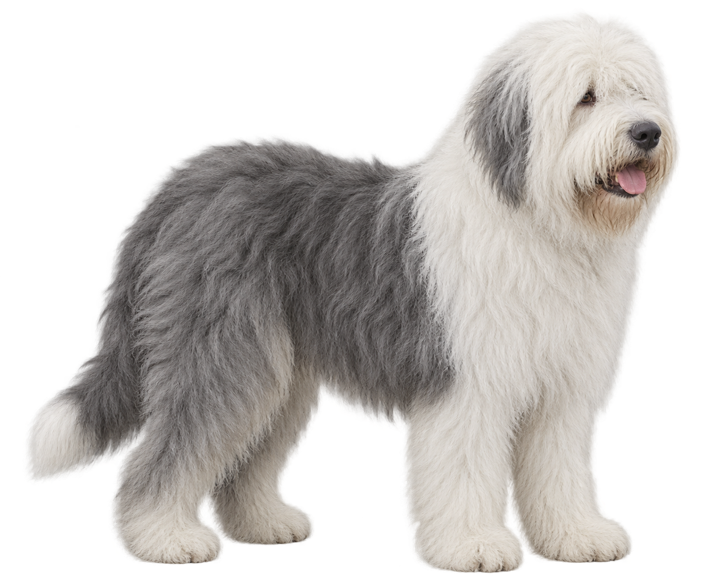 Old English Sheepdog