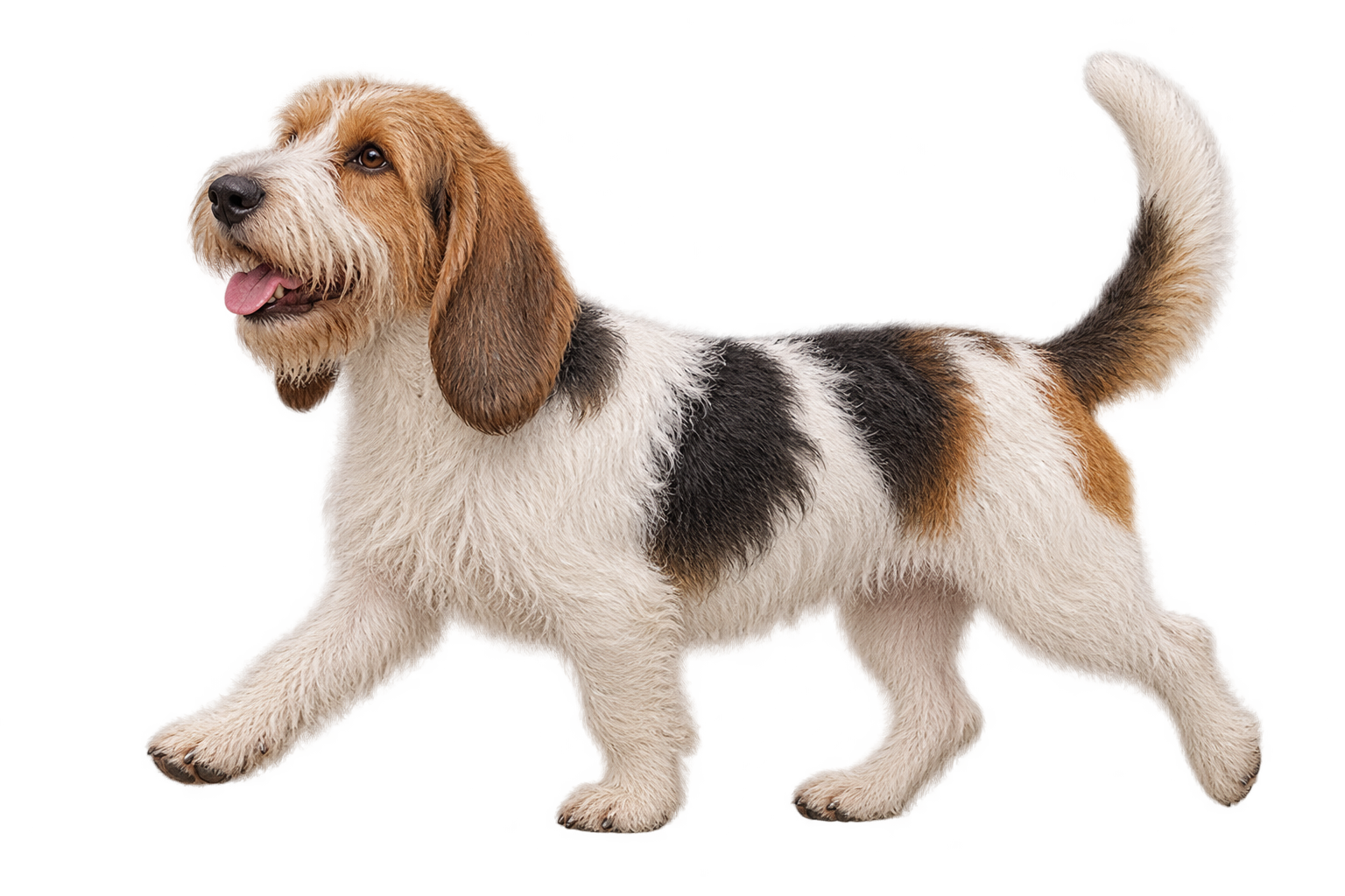 Petit Basset Griffon Vendéen