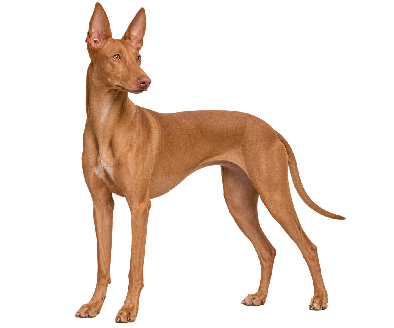 Pharaoh Hound