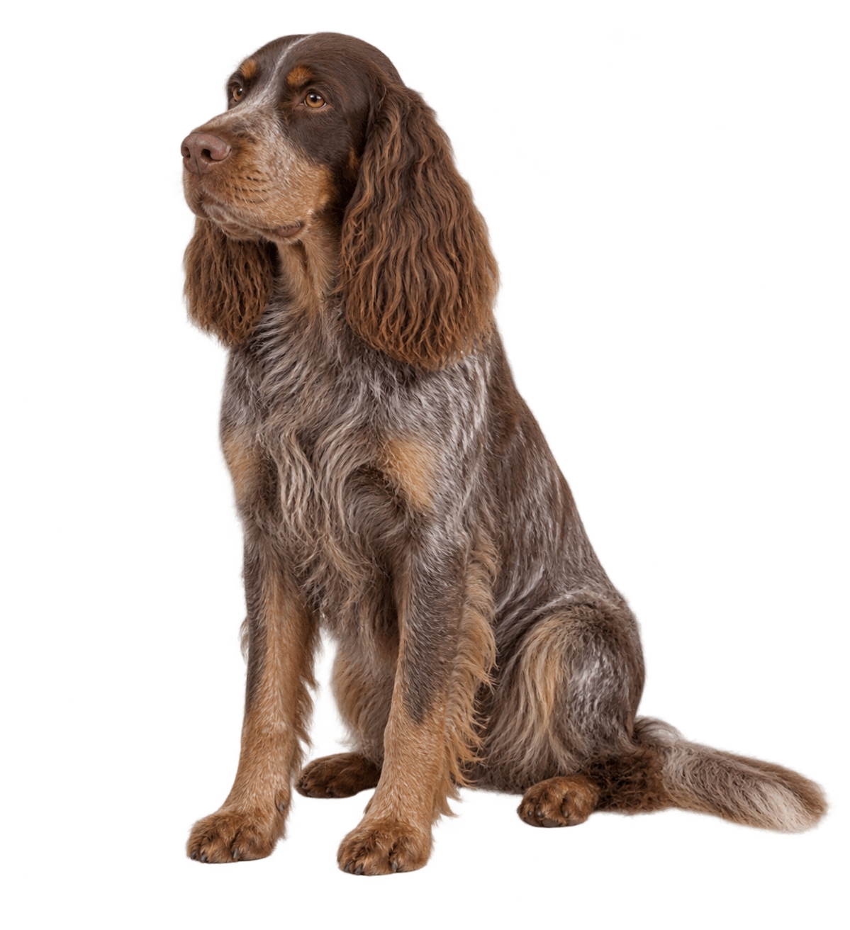 Picardy Spaniel