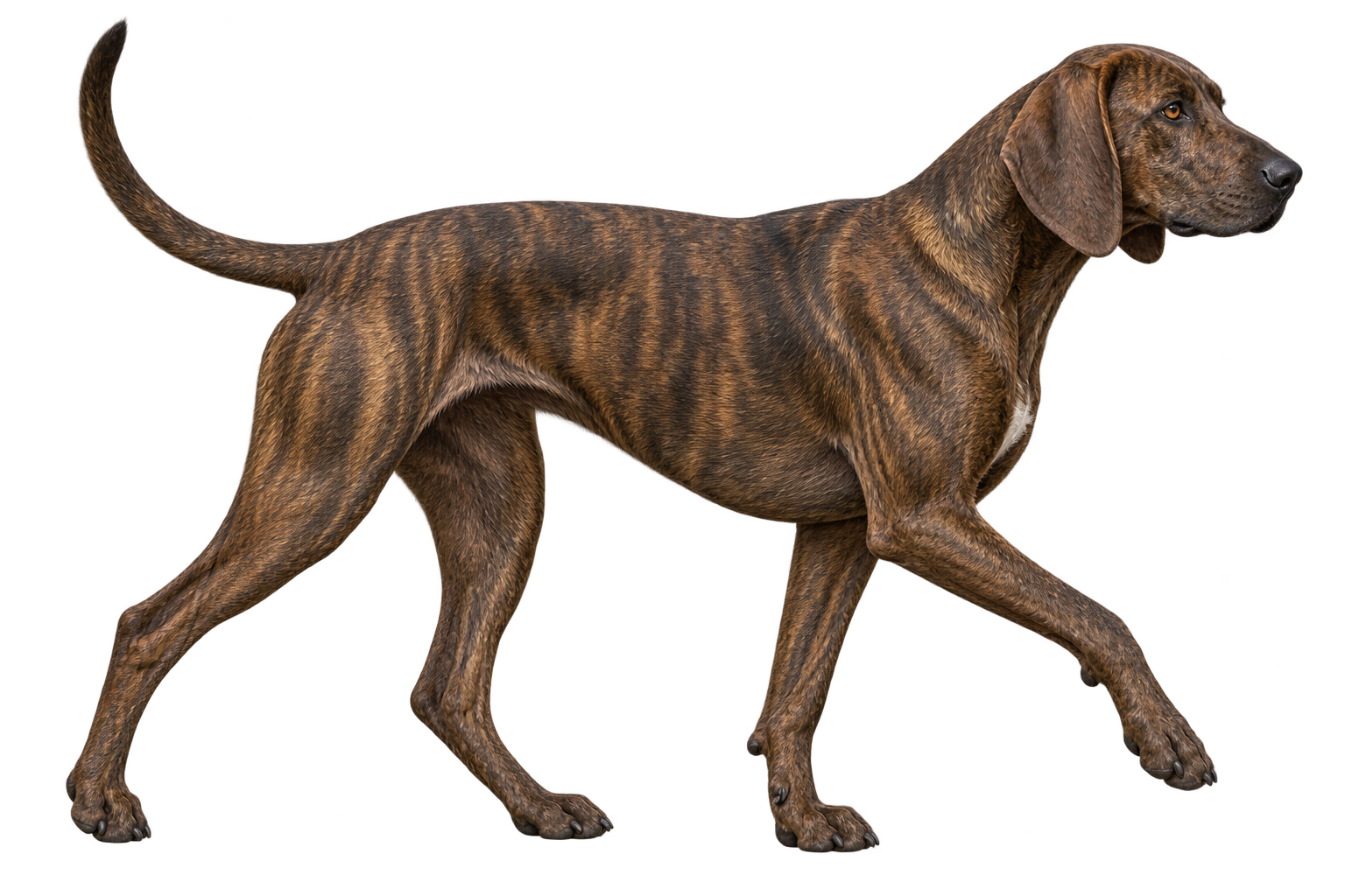 Plott Hound