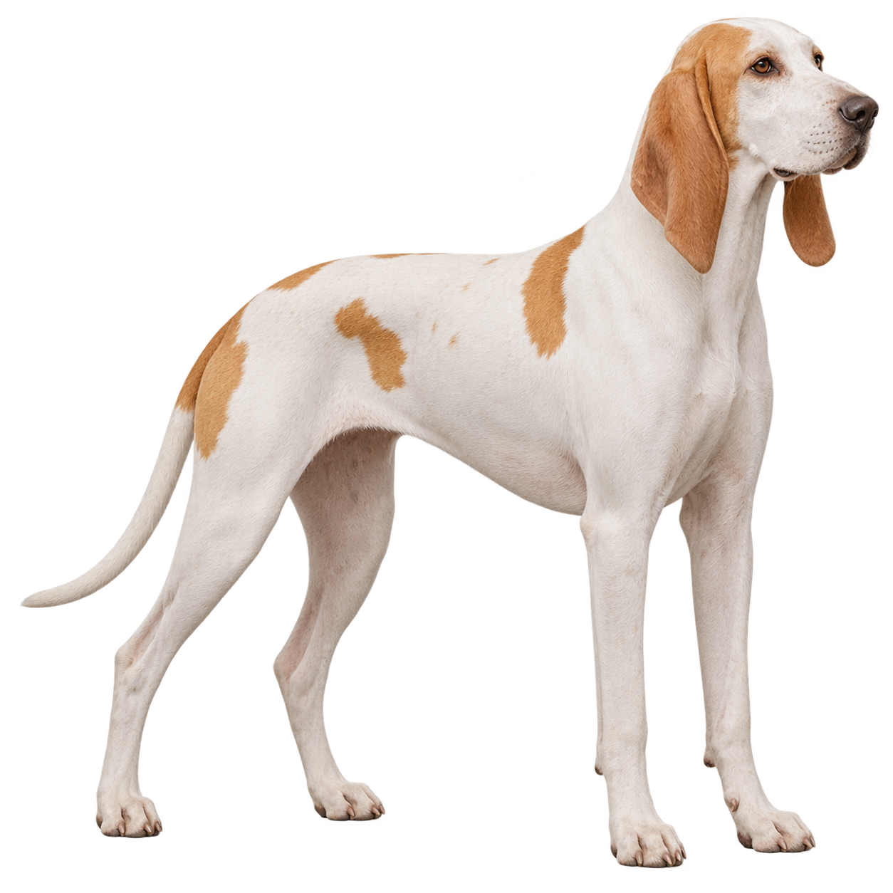 Porcelaine