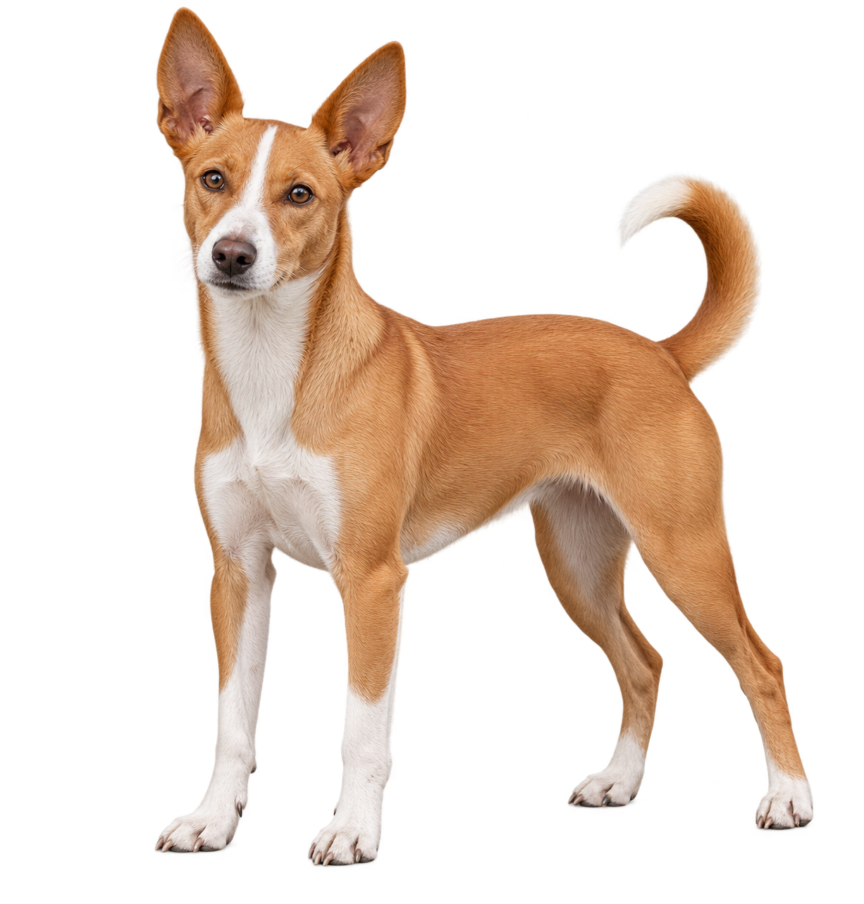 Portuguese Podengo Pequeno