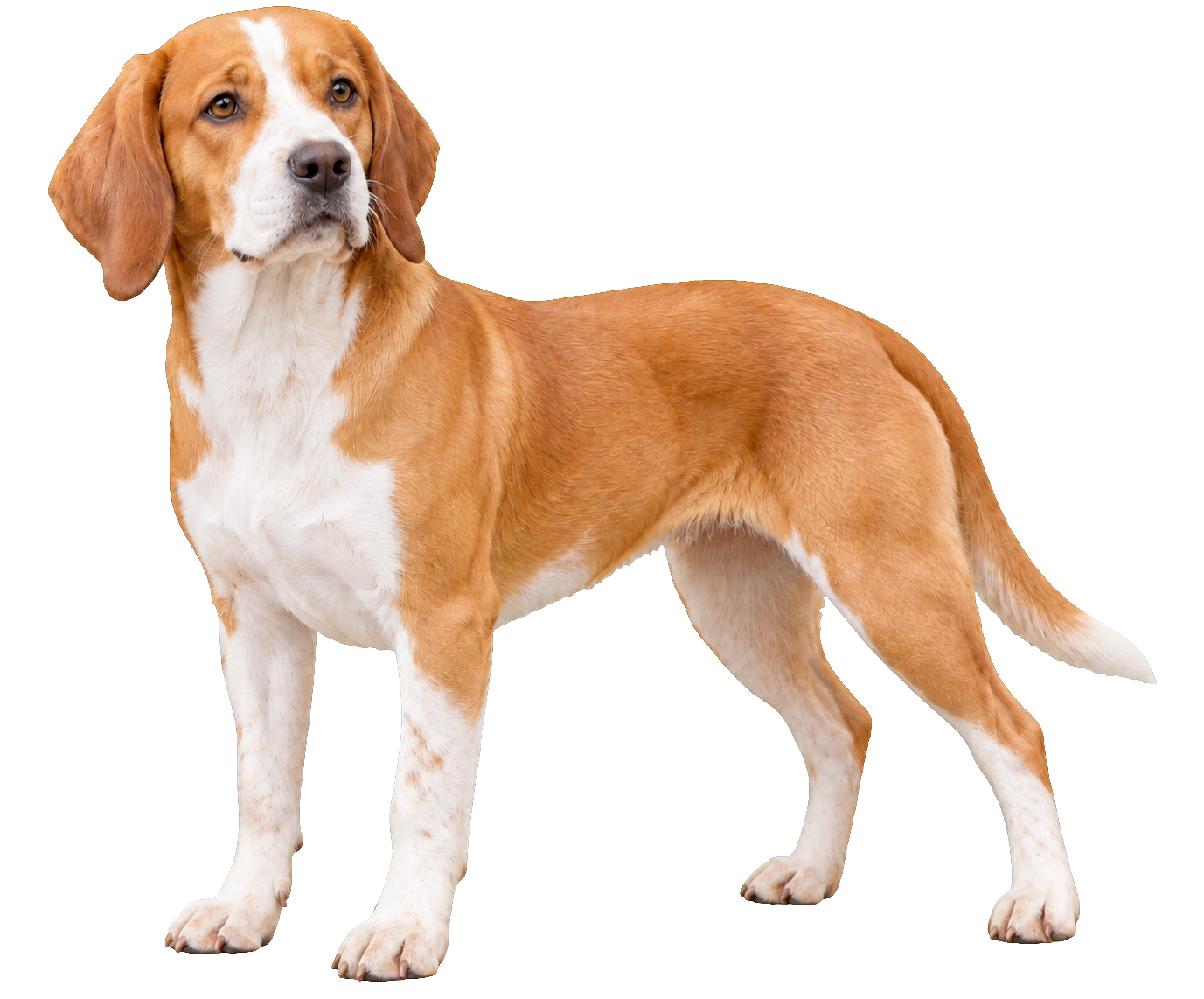 Portuguese Pointer