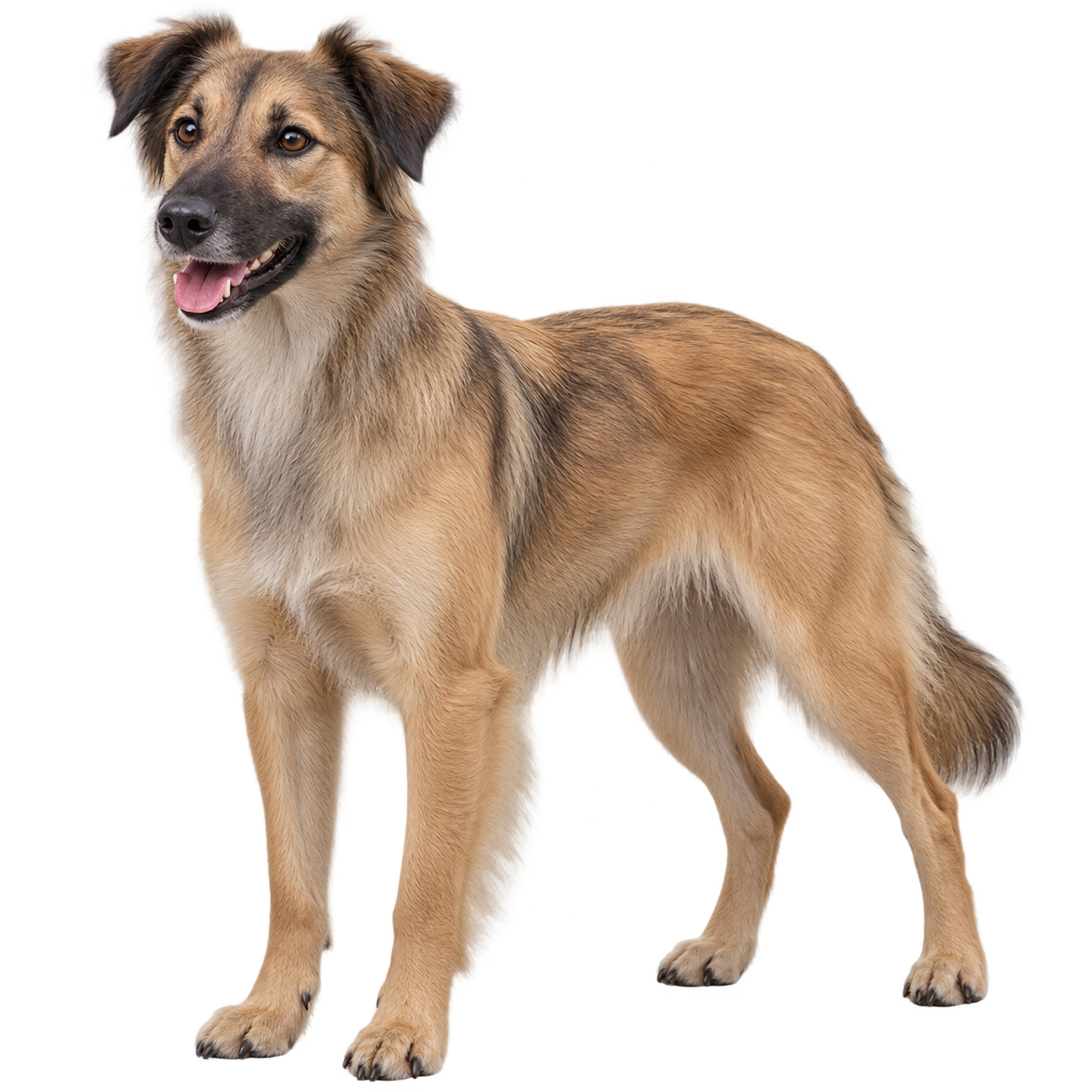 Pyrenean Sheepdog — Smooth-Faced