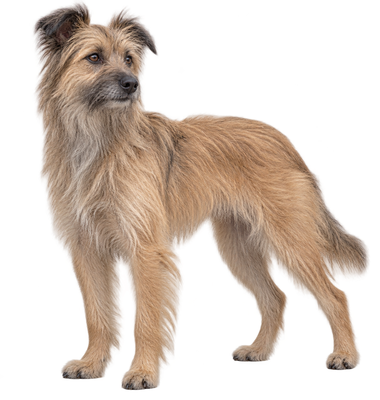 Pyrenean Shepherd