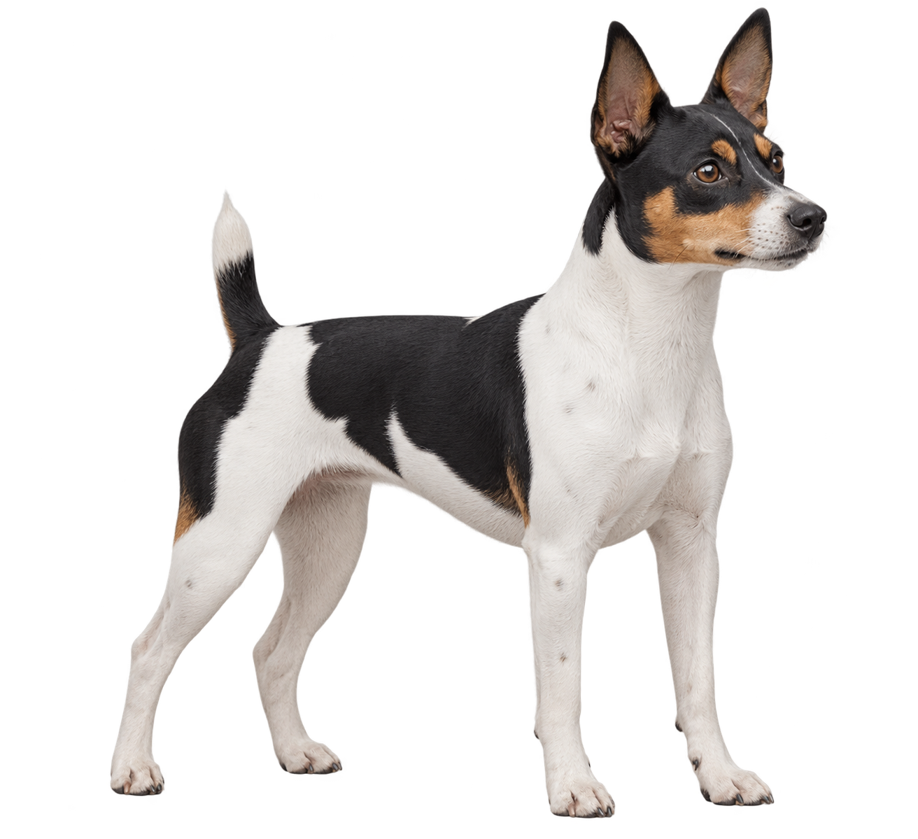 Rat Terrier